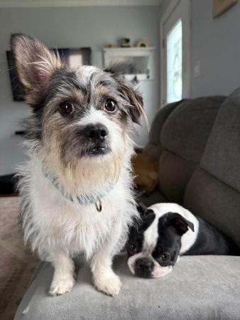 Bruno , adopted, Adult Male Terrier.