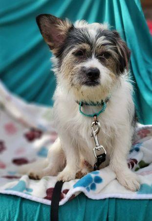 Enlarge Bruno , a ADOPTABLE mixed breed in Lowell, IN image 1/1