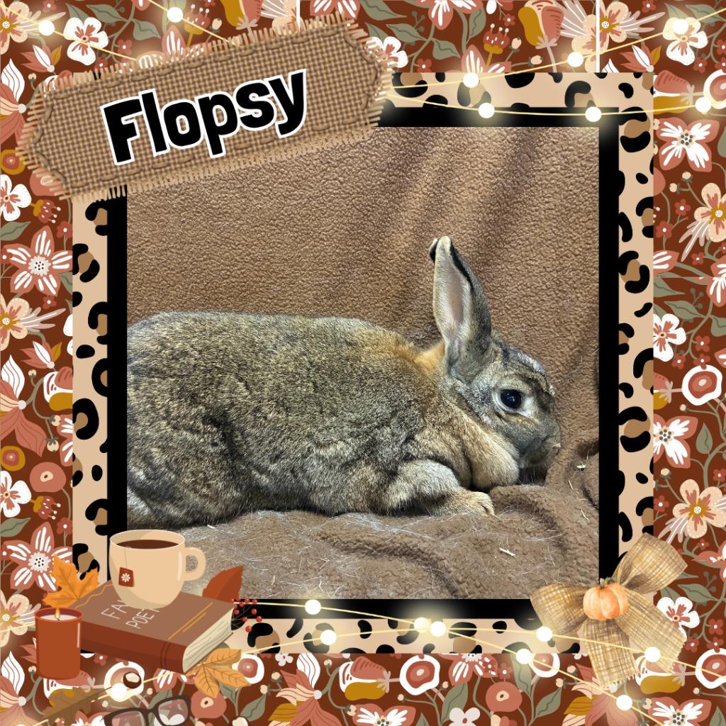 Flopsy photo