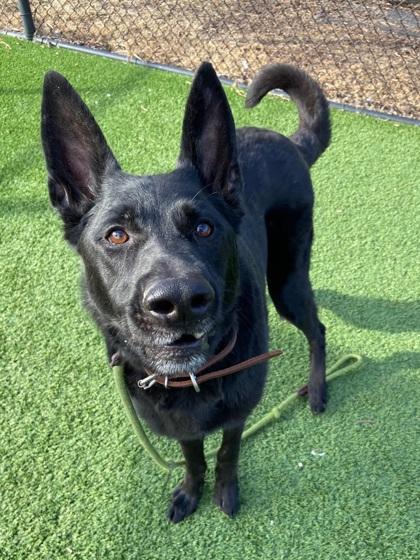 Gage, Adoptable, Adult Male German Shepherd Dog & Mixed Breed.