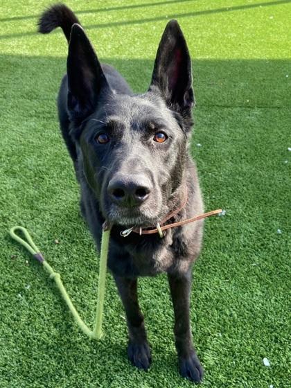 Gage, Adoptable, Adult Male German Shepherd Dog & Mixed Breed.