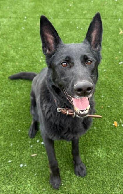 Enlarge Gage, a Adoptable mixed breed in Chesapeake, VA image 2/3