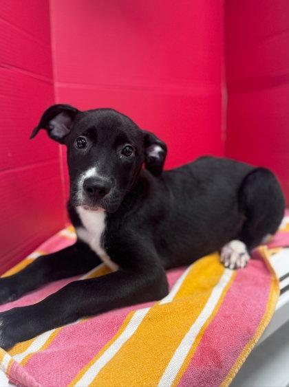 Avalon, Adoptable, Puppy Female Labrador Retriever & Mixed Breed.