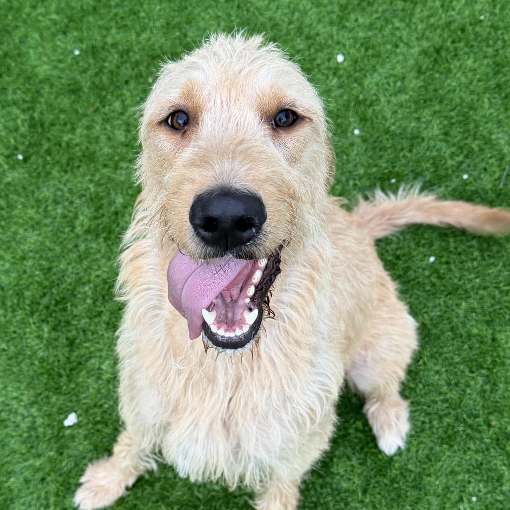 Bahama, Adoptable, Adult Female Standard Poodle & Golden Retriever.