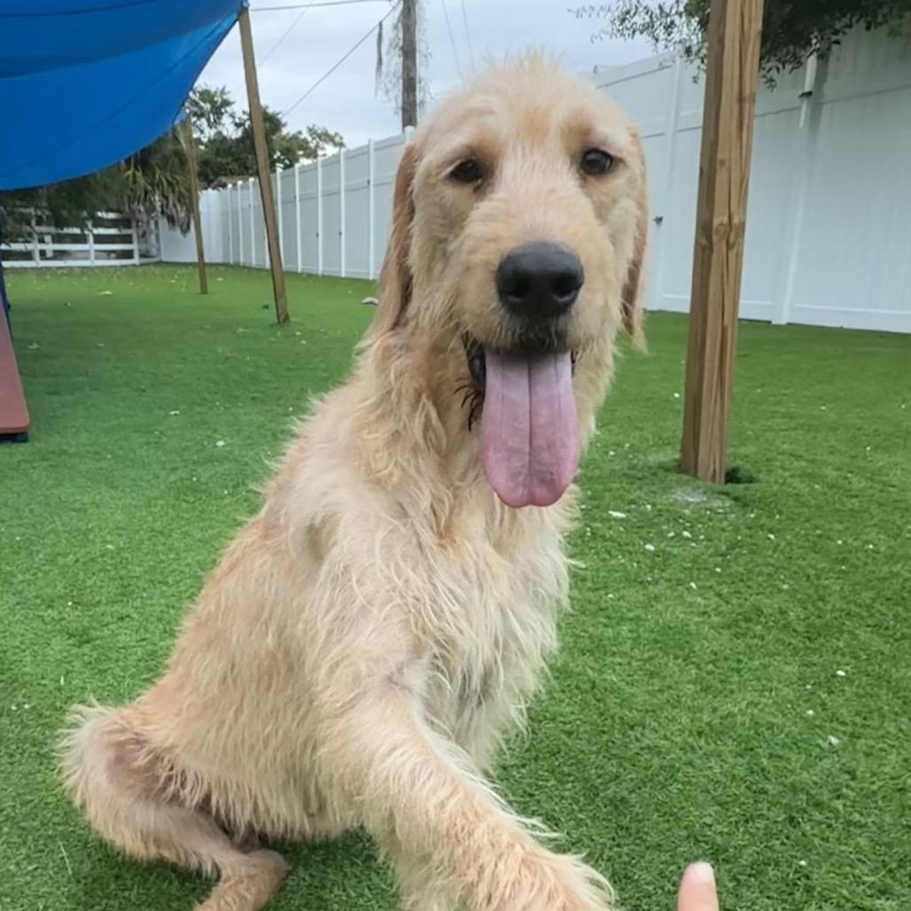 Enlarge Bahama, a Adoptable mixed breed in Sarasota, FL image 2/4