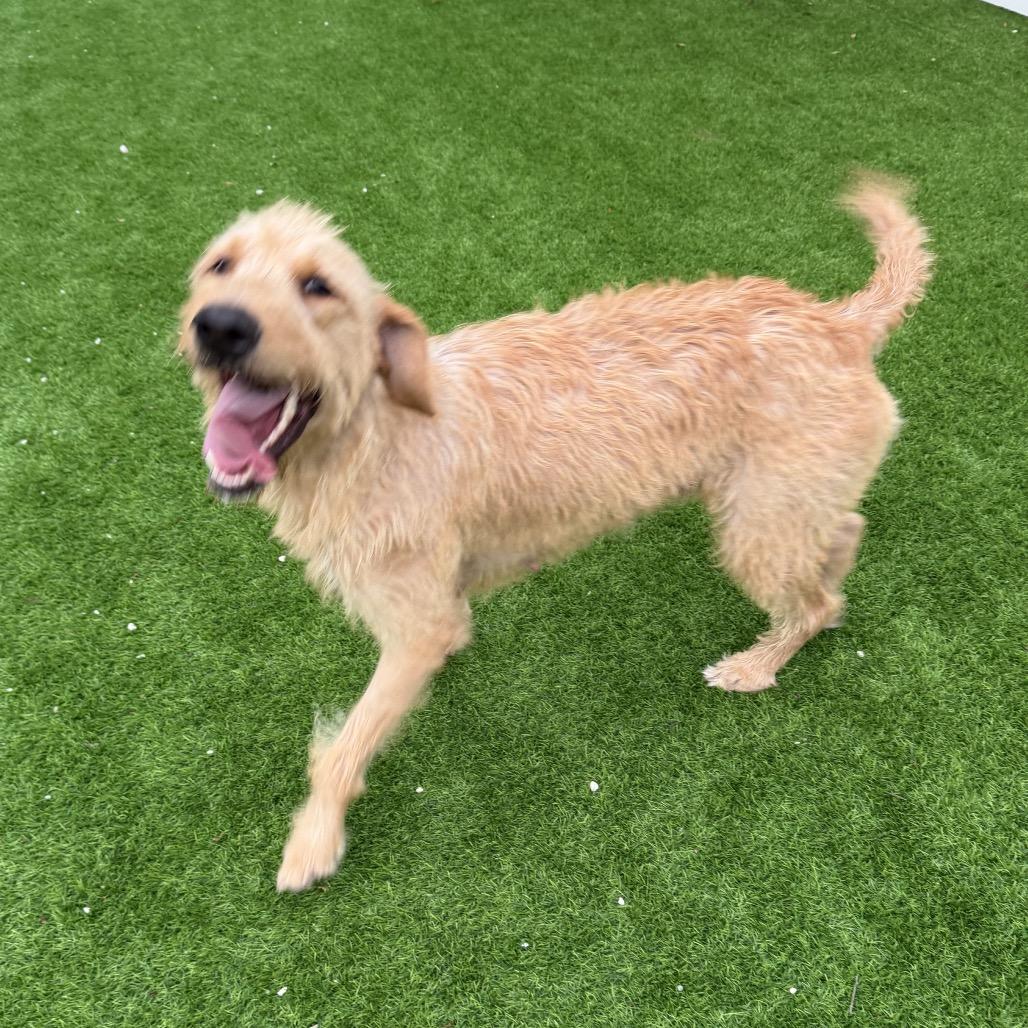 Enlarge Bahama, a Adoptable mixed breed in Sarasota, FL image 3/4