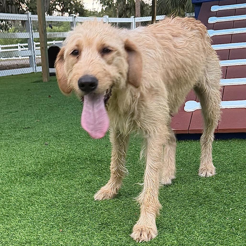 Enlarge Bahama, a Adoptable mixed breed in Sarasota, FL image 4/4