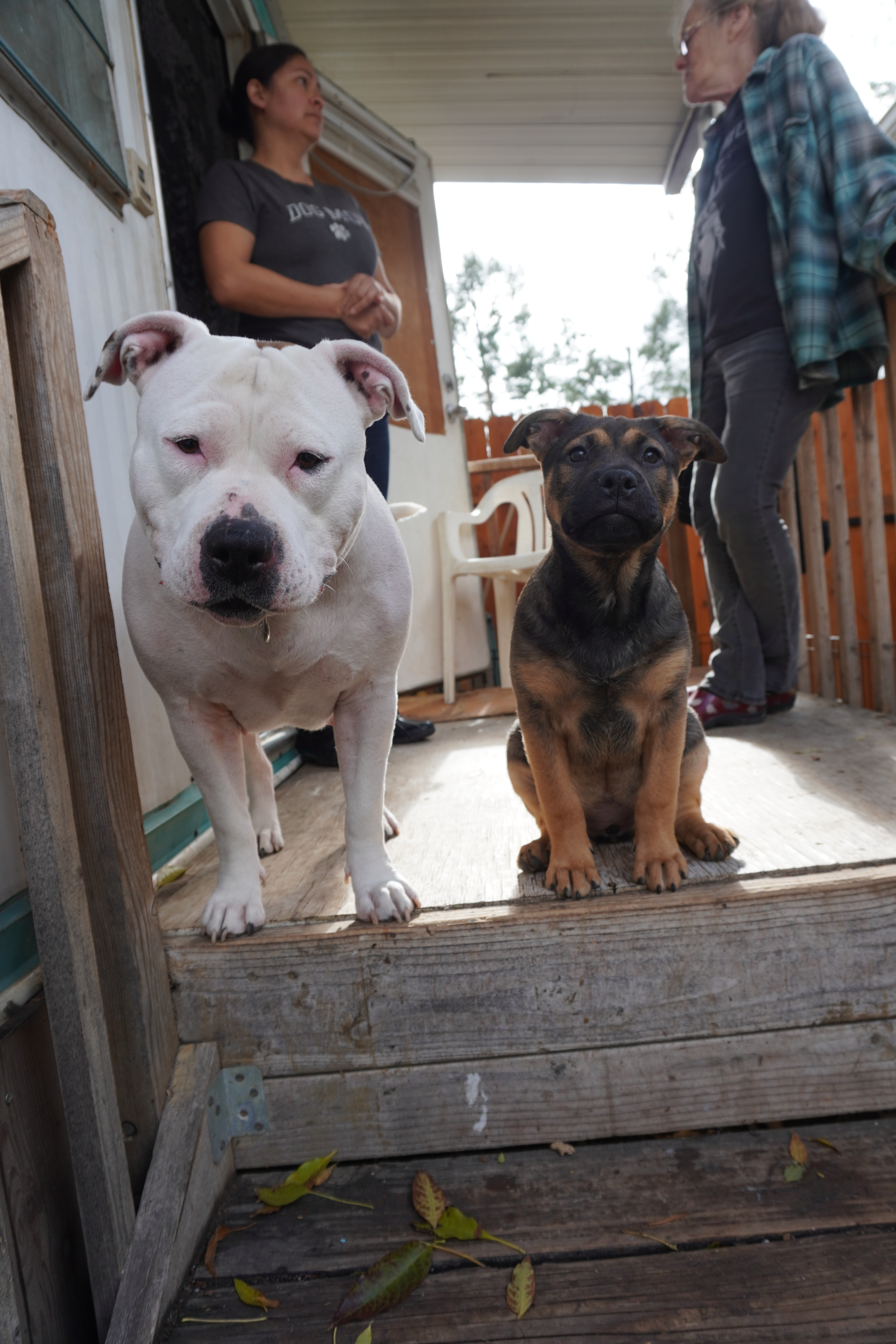 Marley, Adopted, Puppy Female American Staffordshire Terrier & German Shepherd Dog.