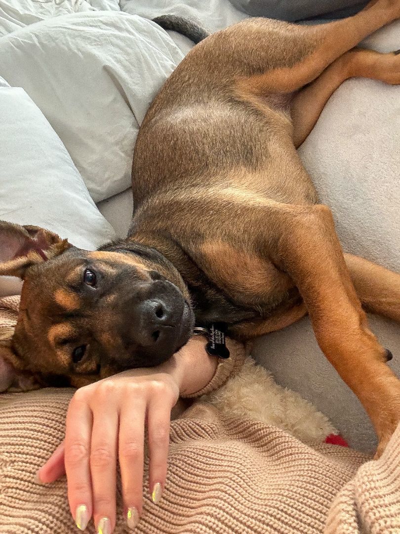 Enlarge Marley, a Adopted mixed breed in Los Angeles, CA image 2/6