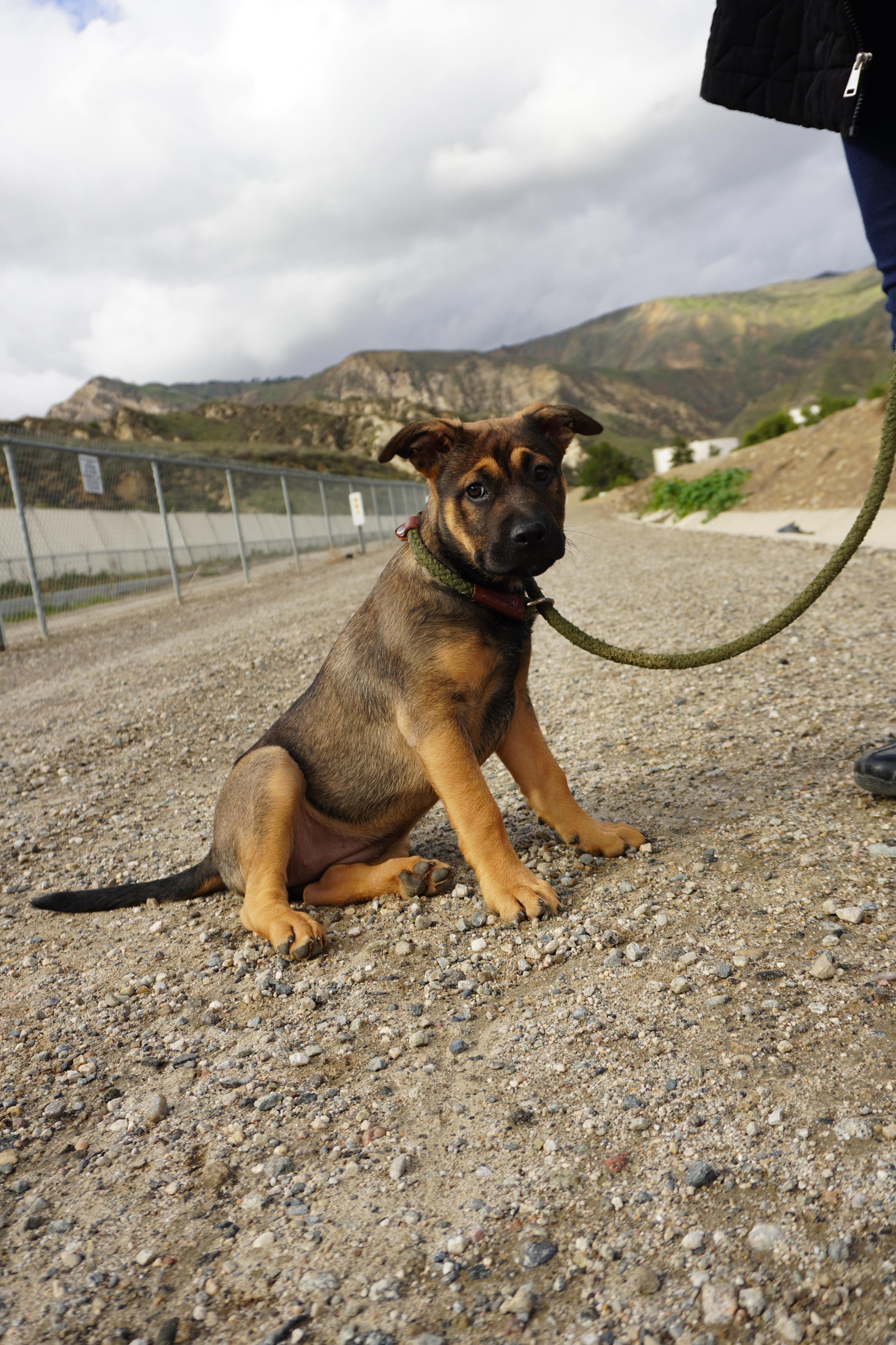 Enlarge Marley, a Adopted mixed breed in Los Angeles, CA image 3/6