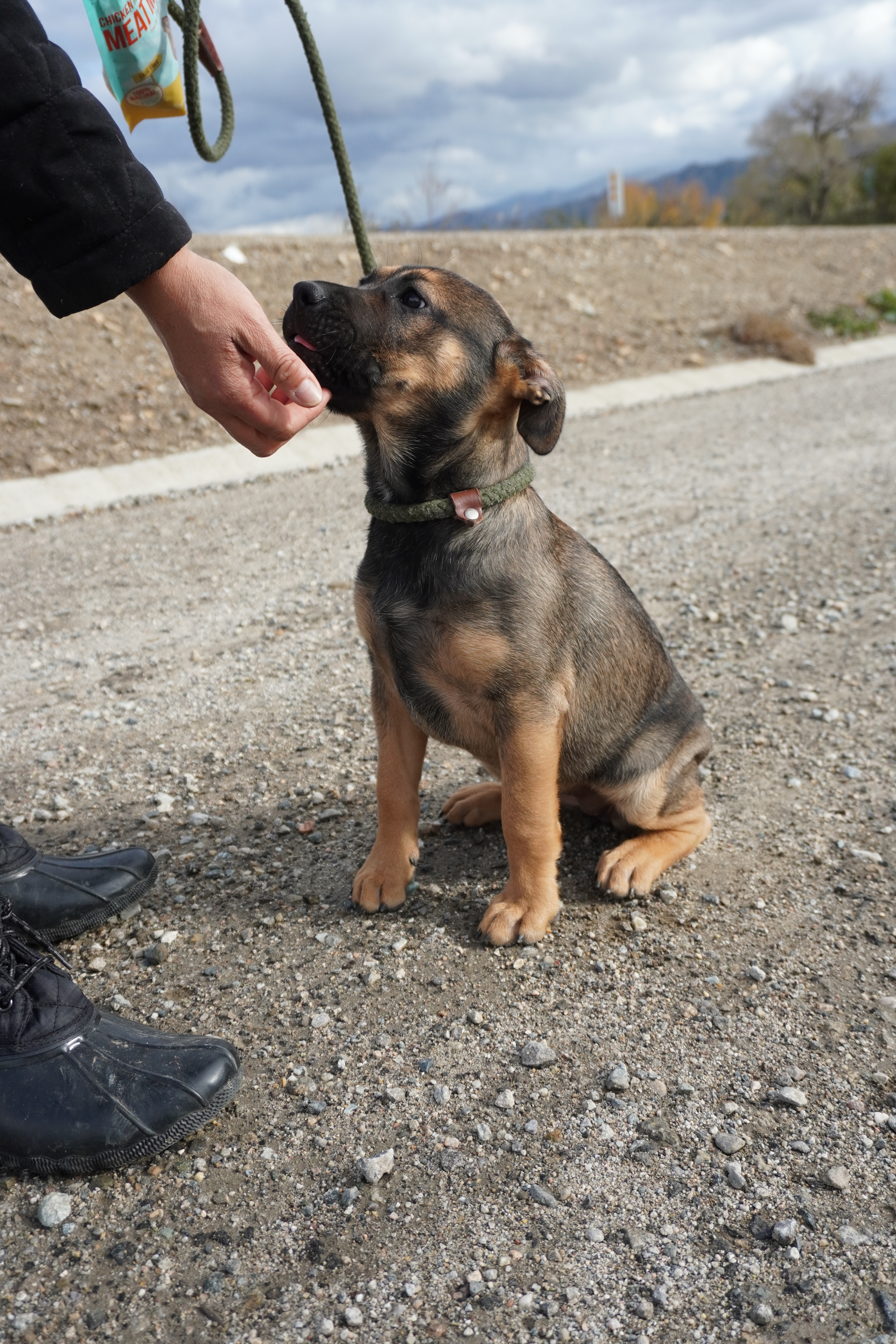 Enlarge Marley, a Adopted mixed breed in Los Angeles, CA image 4/6
