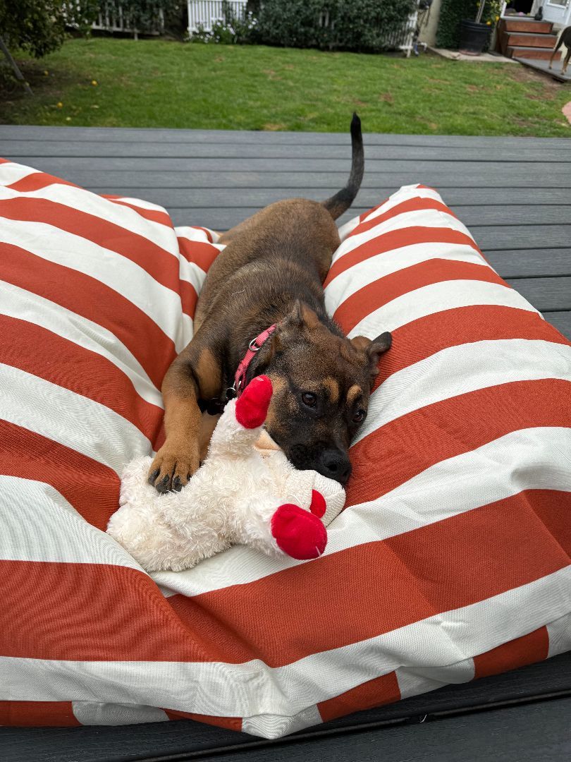 Enlarge Marley, a Adopted mixed breed in Los Angeles, CA image 5/6