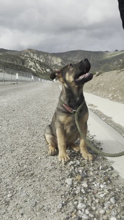 Enlarge Marley, a Adopted mixed breed in Los Angeles, CA video 6/6