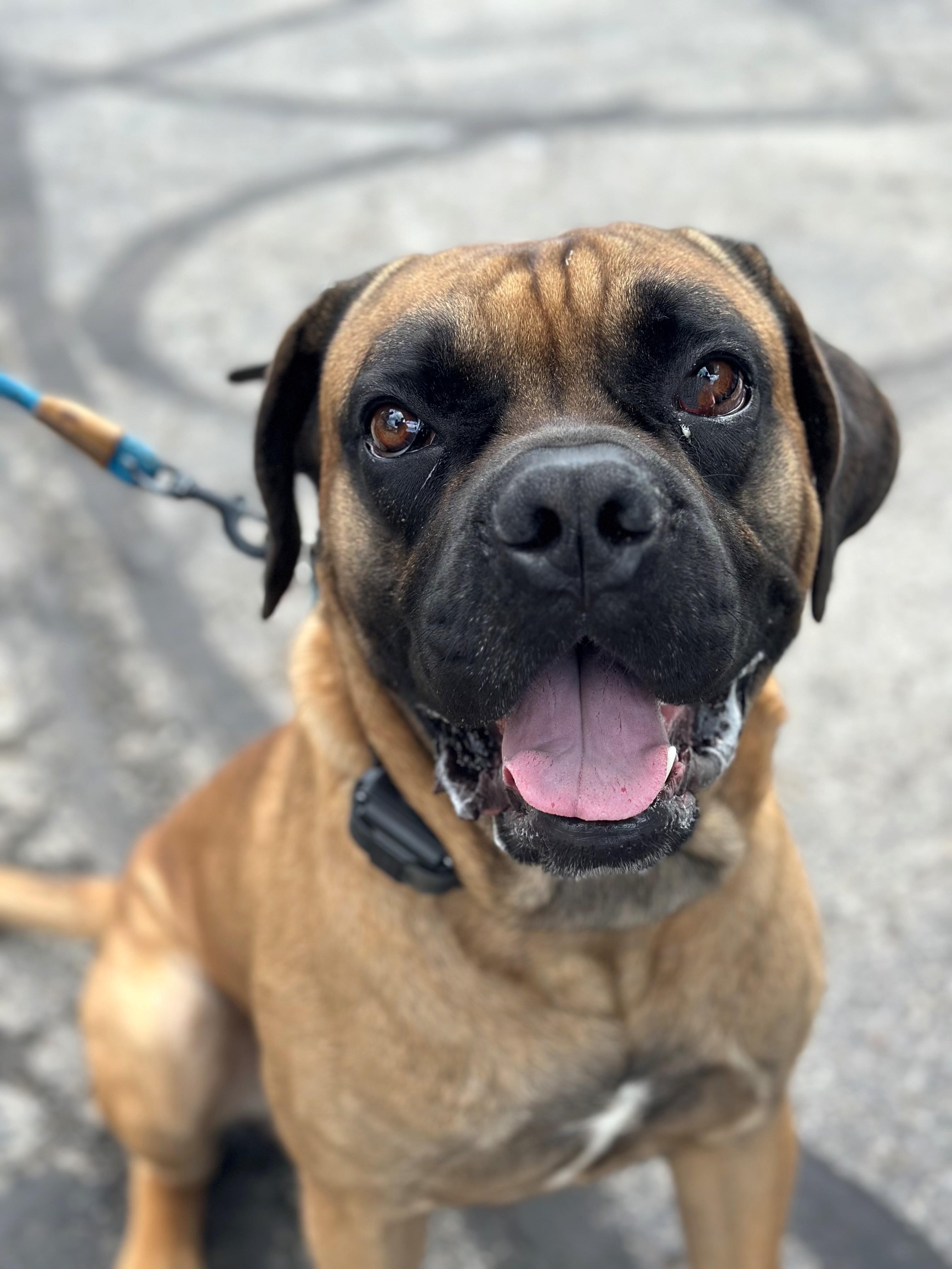 Rome, a ADOPTABLE Mastiff in New Albany, OH image 1/3