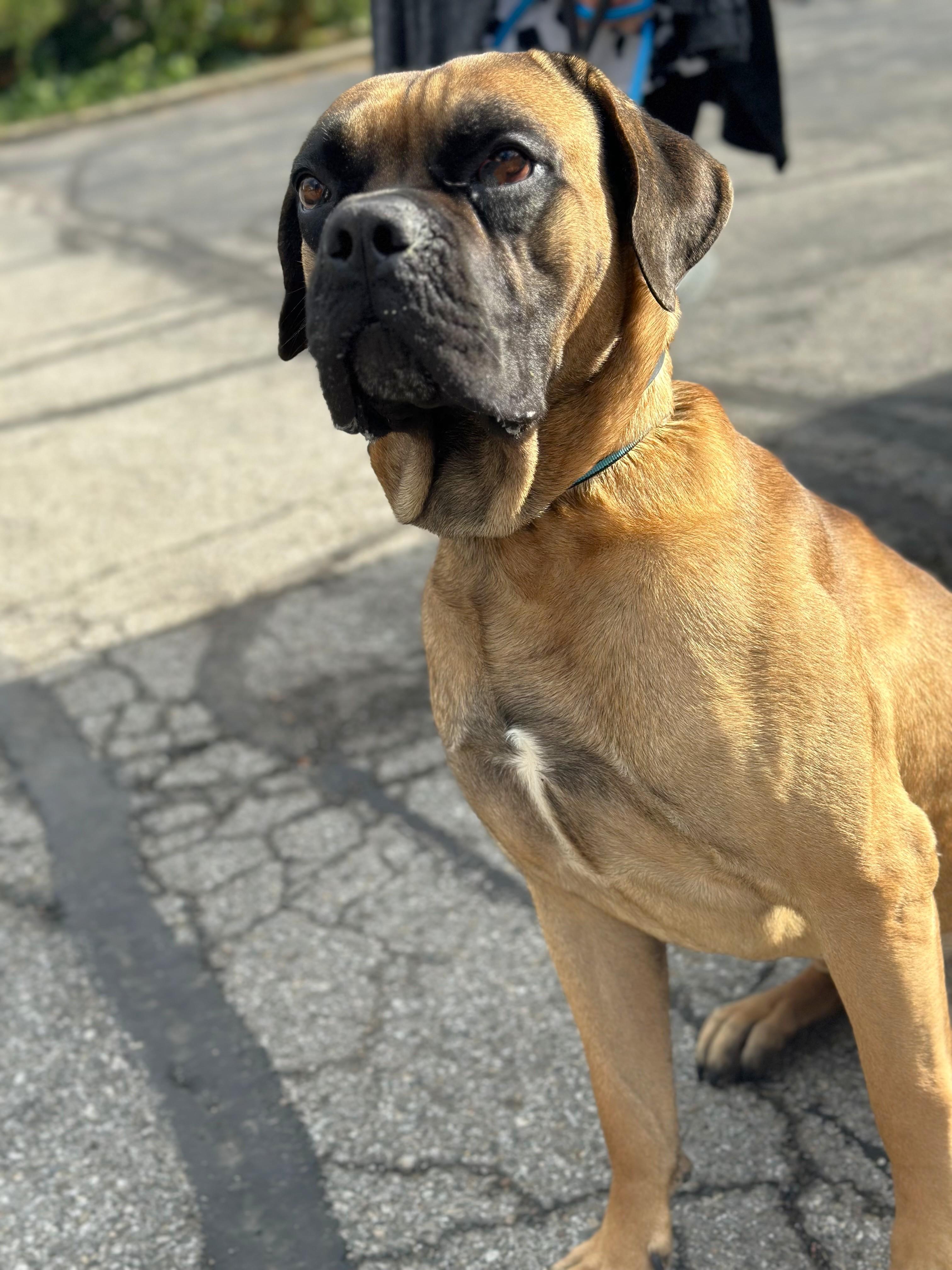 Rome, a ADOPTABLE Mastiff in New Albany, OH image 2/3