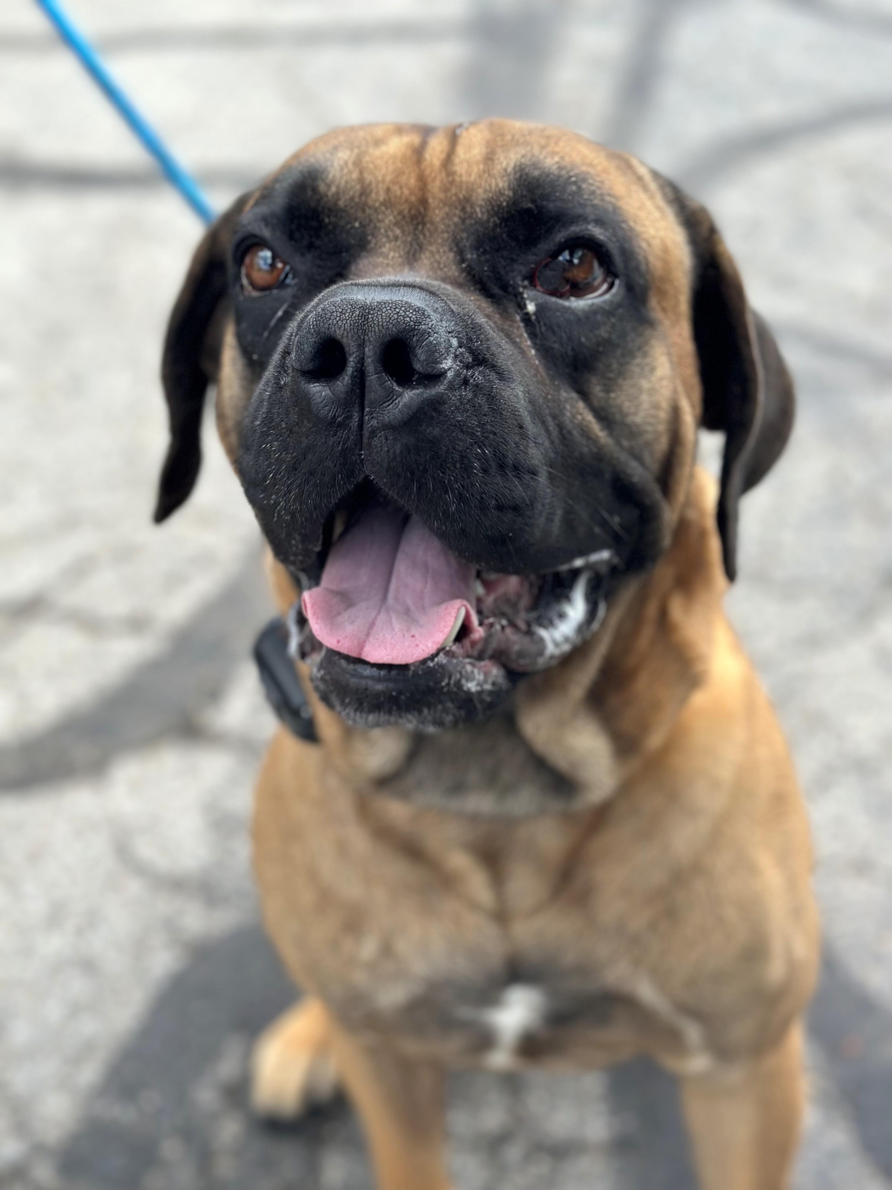 Rome, a ADOPTABLE Mastiff in New Albany, OH image 3/3