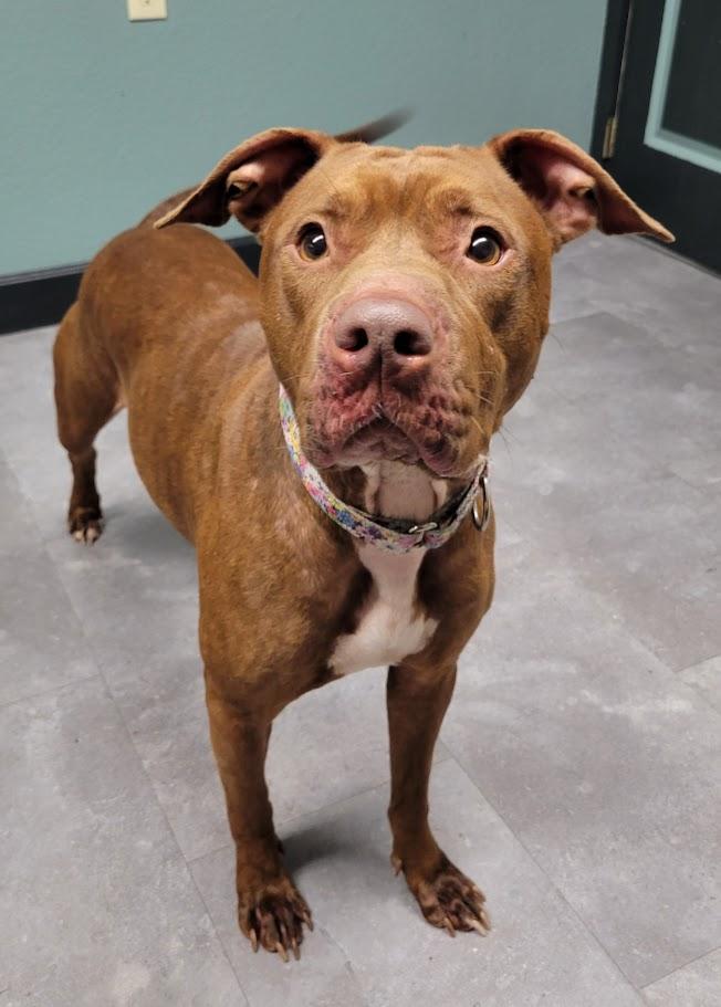 Enlarge Maxie, a ADOPTABLE mixed breed in Lisbon, OH image 1/3