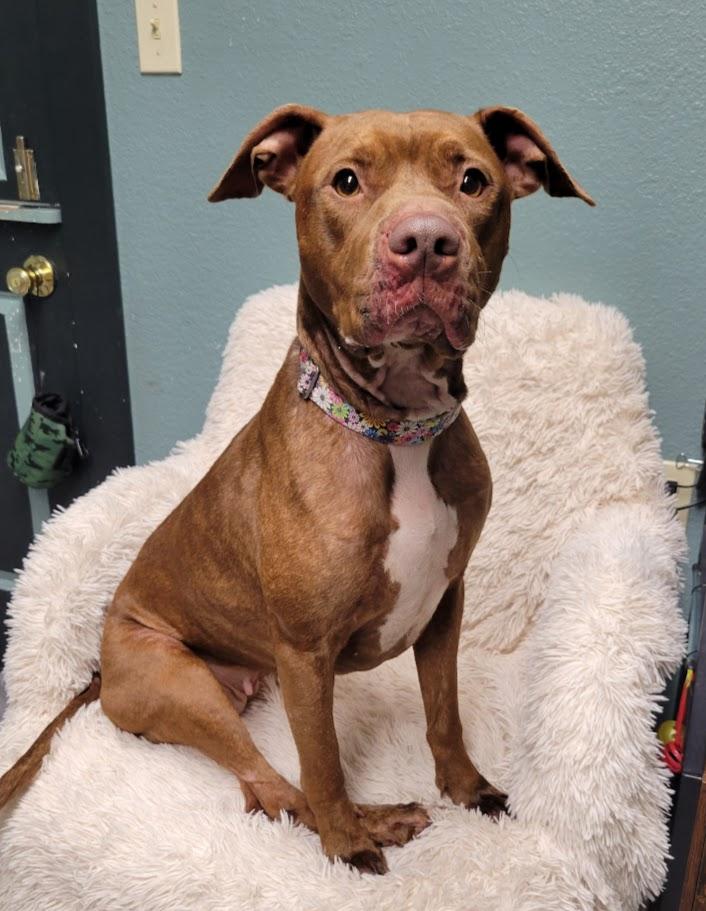 Enlarge Maxie, a ADOPTABLE mixed breed in Lisbon, OH image 2/3