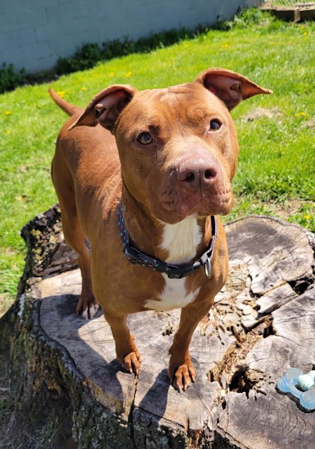 Maxie, an adoptable mixed breed in Lisbon, OH image 3/6