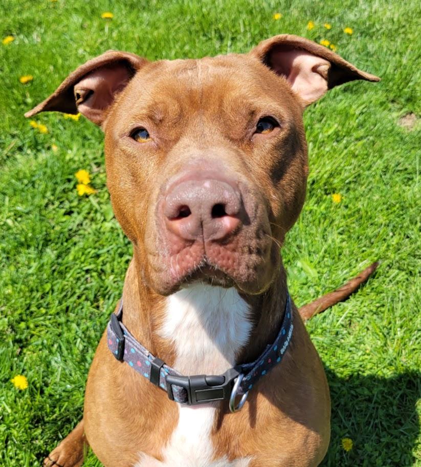 Maxie, adoptable, Young Female Pit Bull Terrier.