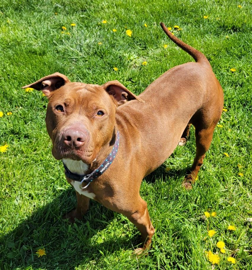 Maxie, an adoptable mixed breed in Lisbon, OH image 2/6