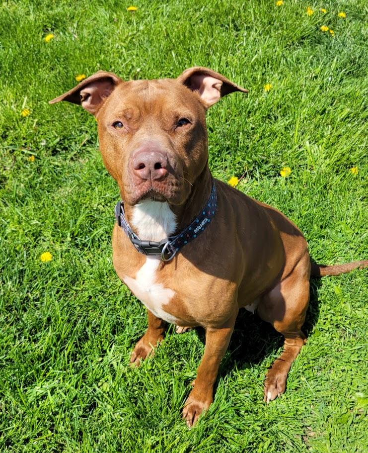 Maxie, an adoptable mixed breed in Lisbon, OH image 4/6