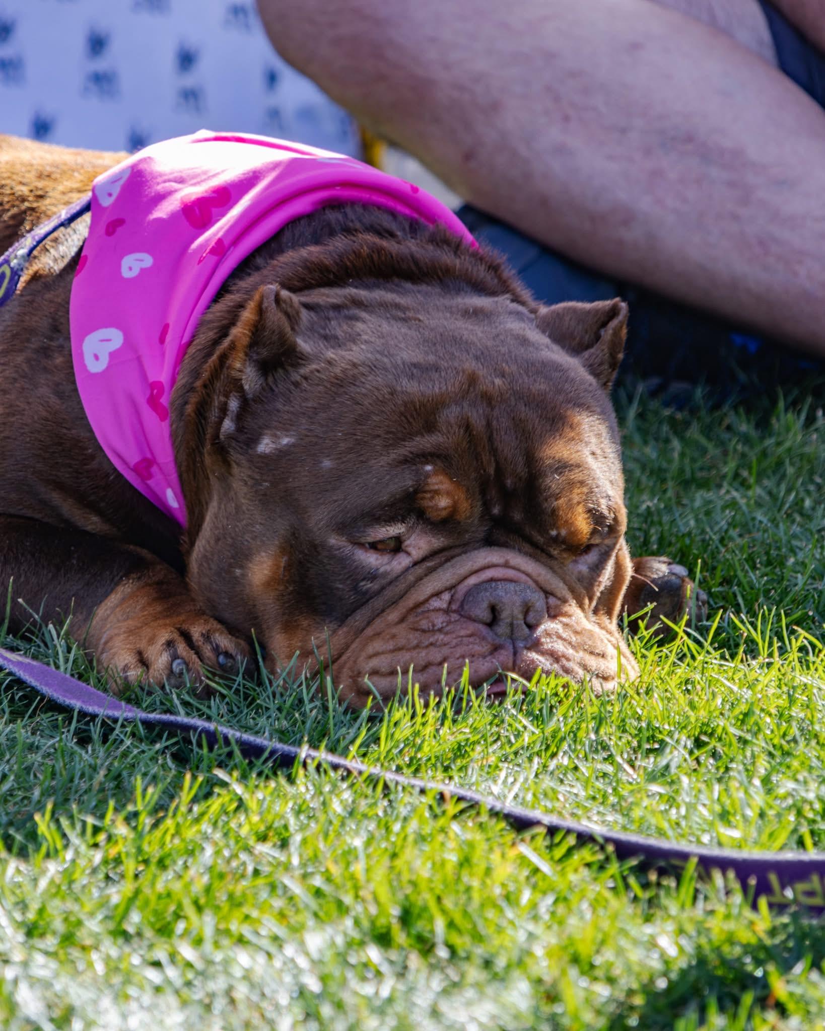 Bronson, Adoptable, Adult Male English Bulldog.