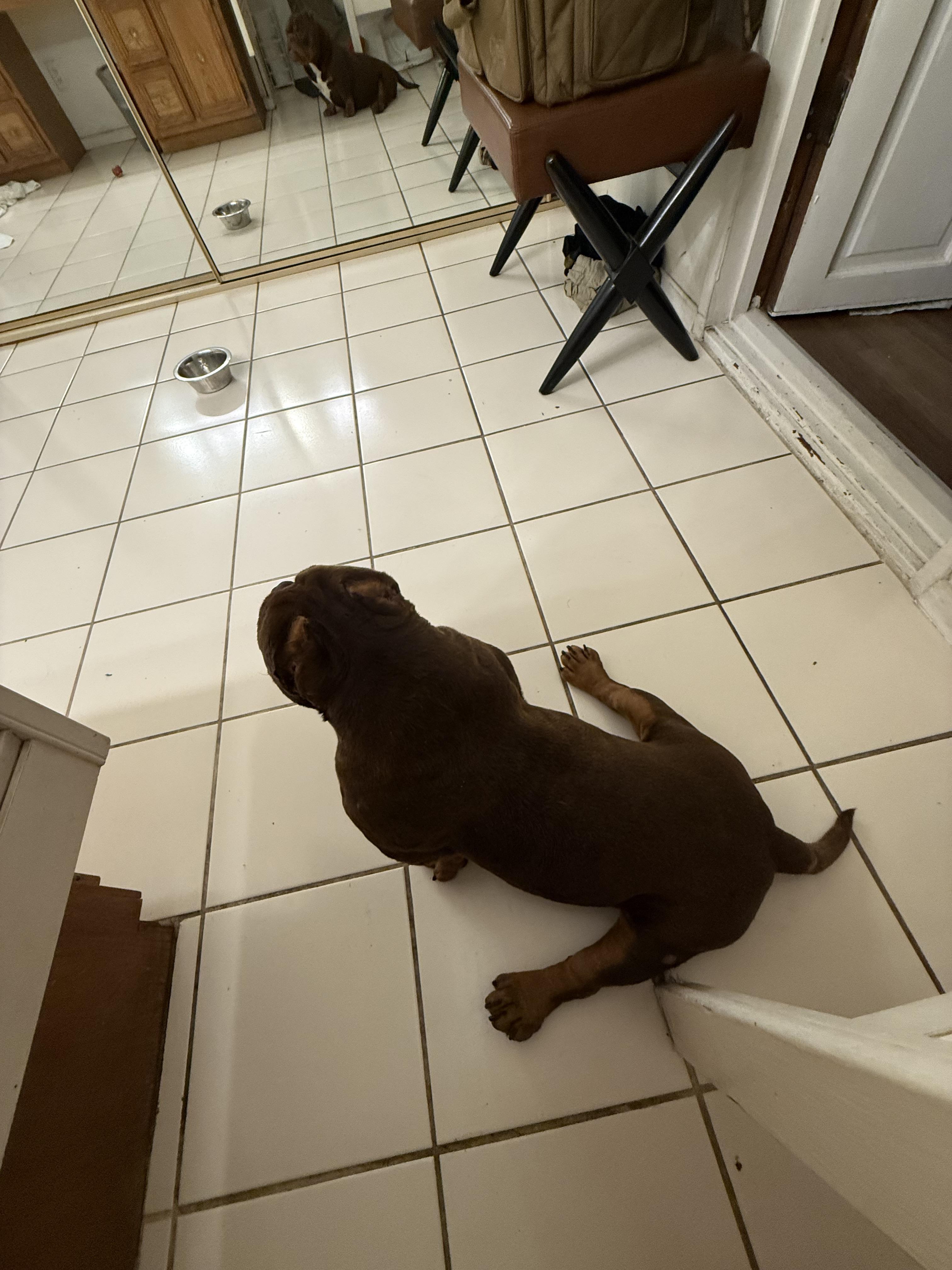 Bronson, a Adoptable English Bulldog in Mesa, AZ image 3/6