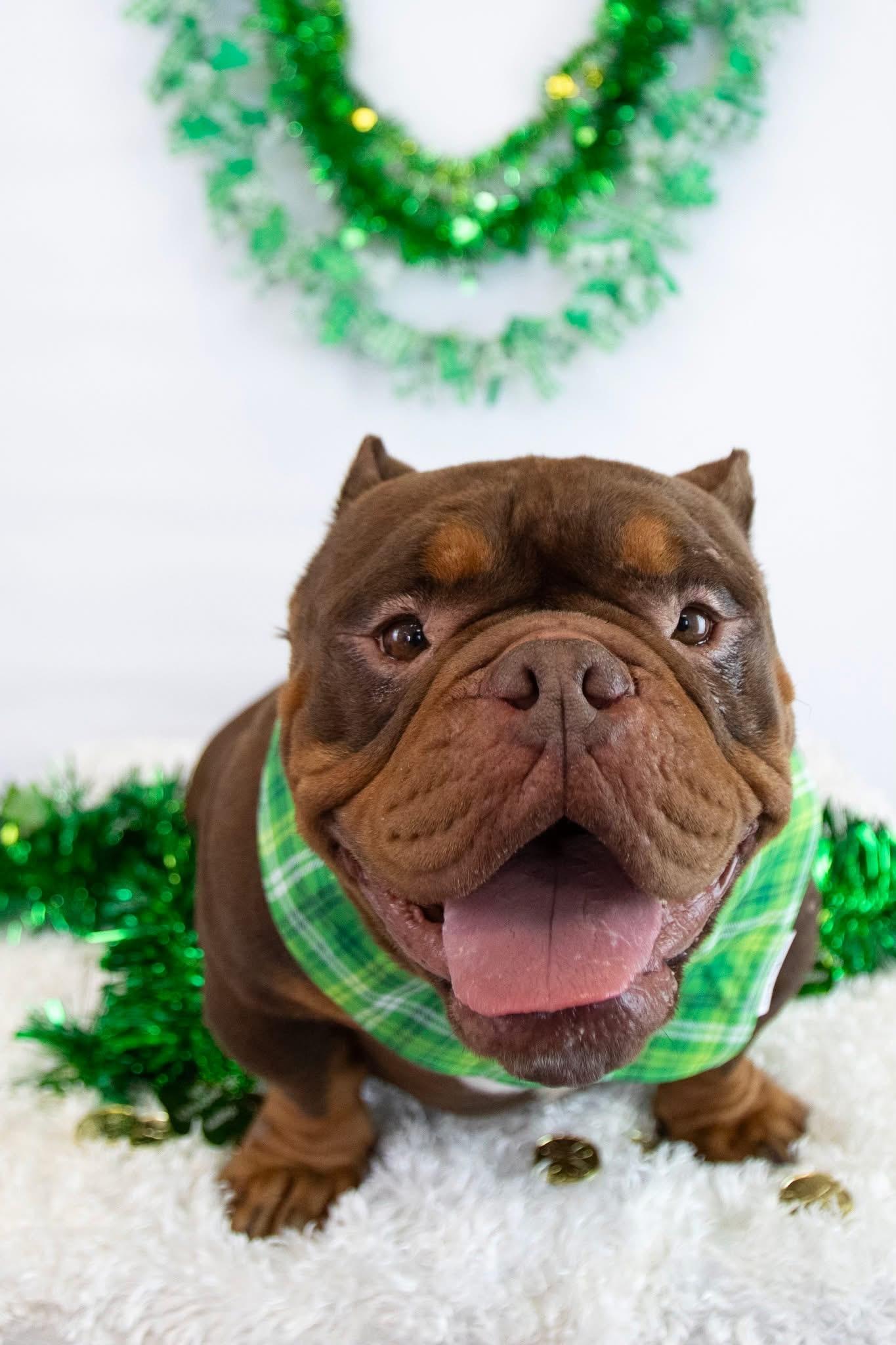 Bronson, a Adoptable English Bulldog in Mesa, AZ image 4/6