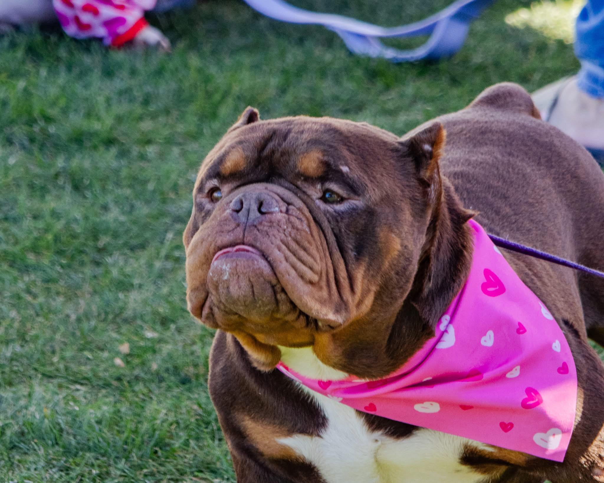 Enlarge Bronson, a Adopted English Bulldog in Mesa, AZ image 4/6