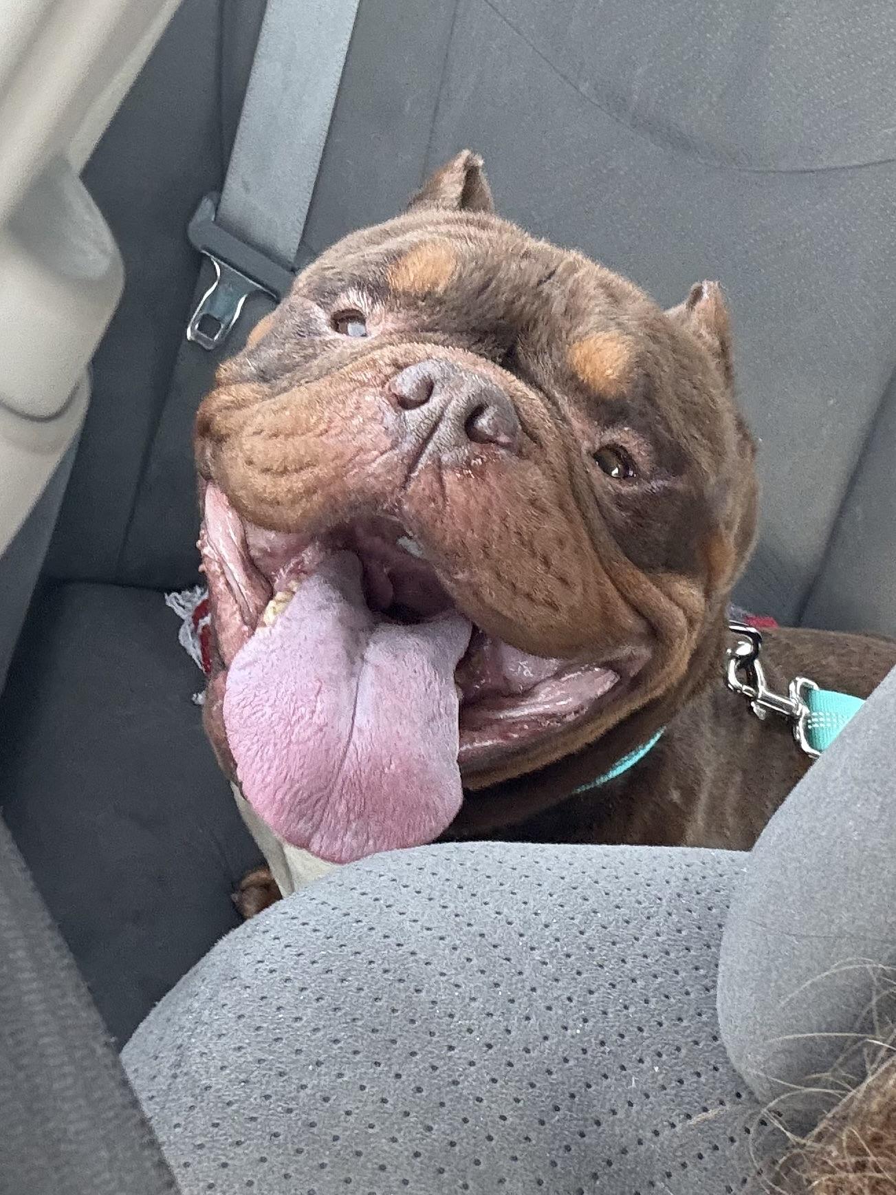 Bronson, a Adoptable English Bulldog in Mesa, AZ image 5/6