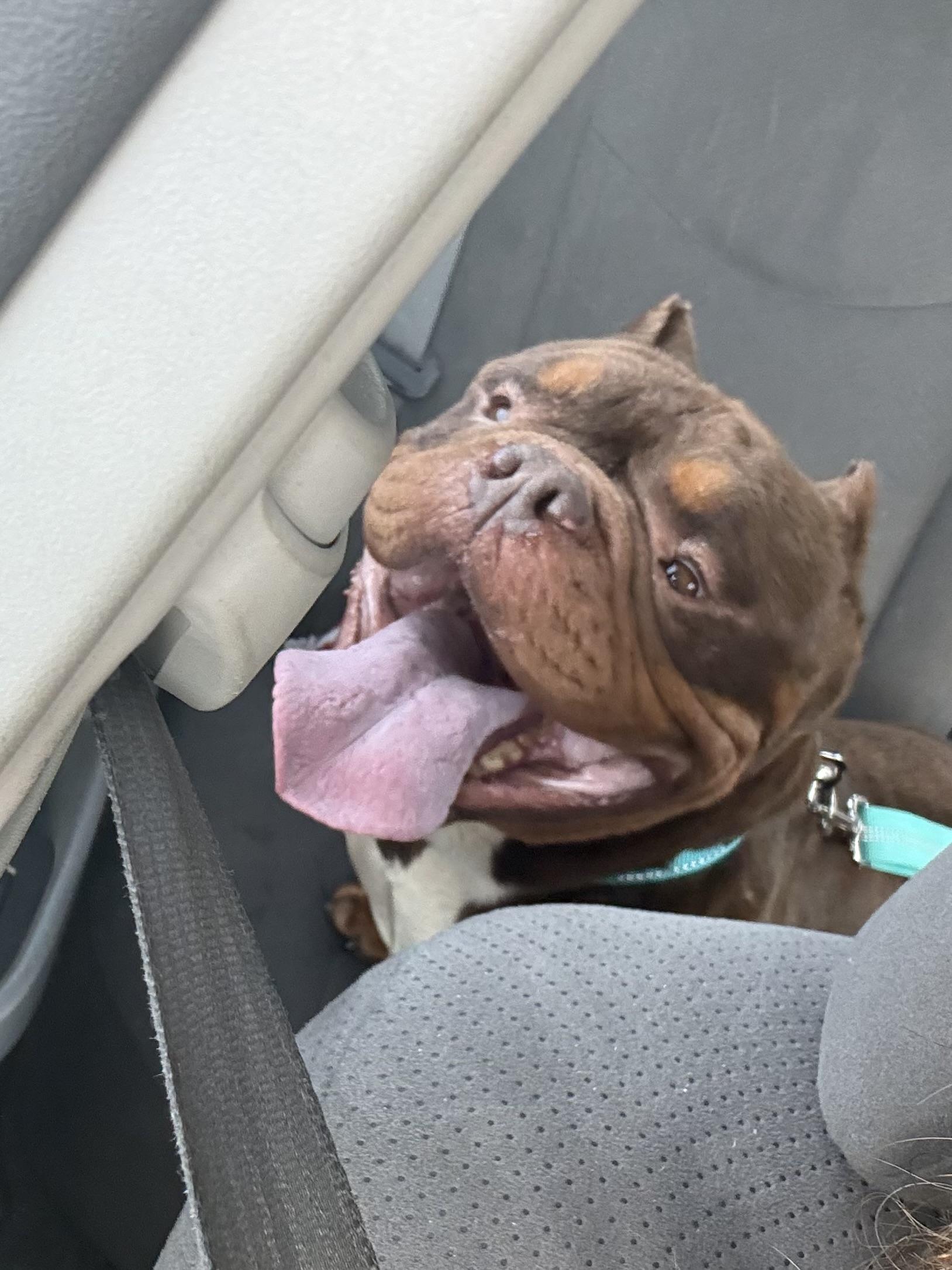 Bronson, a Adoptable English Bulldog in Mesa, AZ image 6/6
