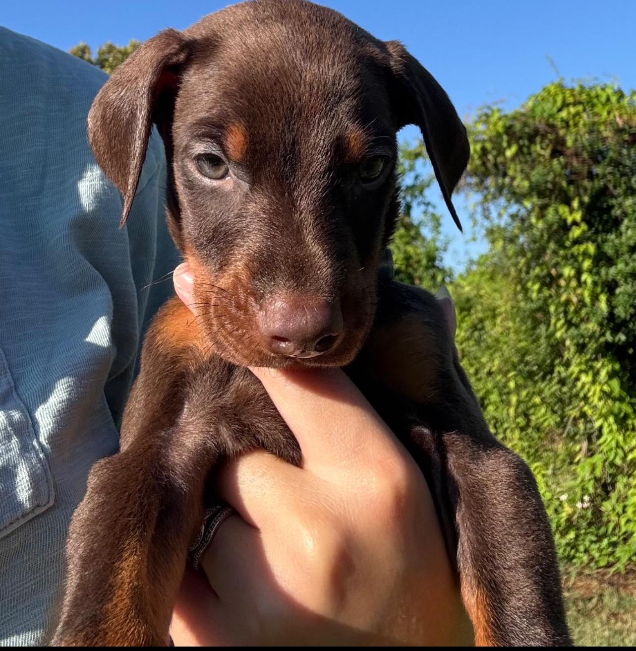 Groot (Benefactor Puppy)