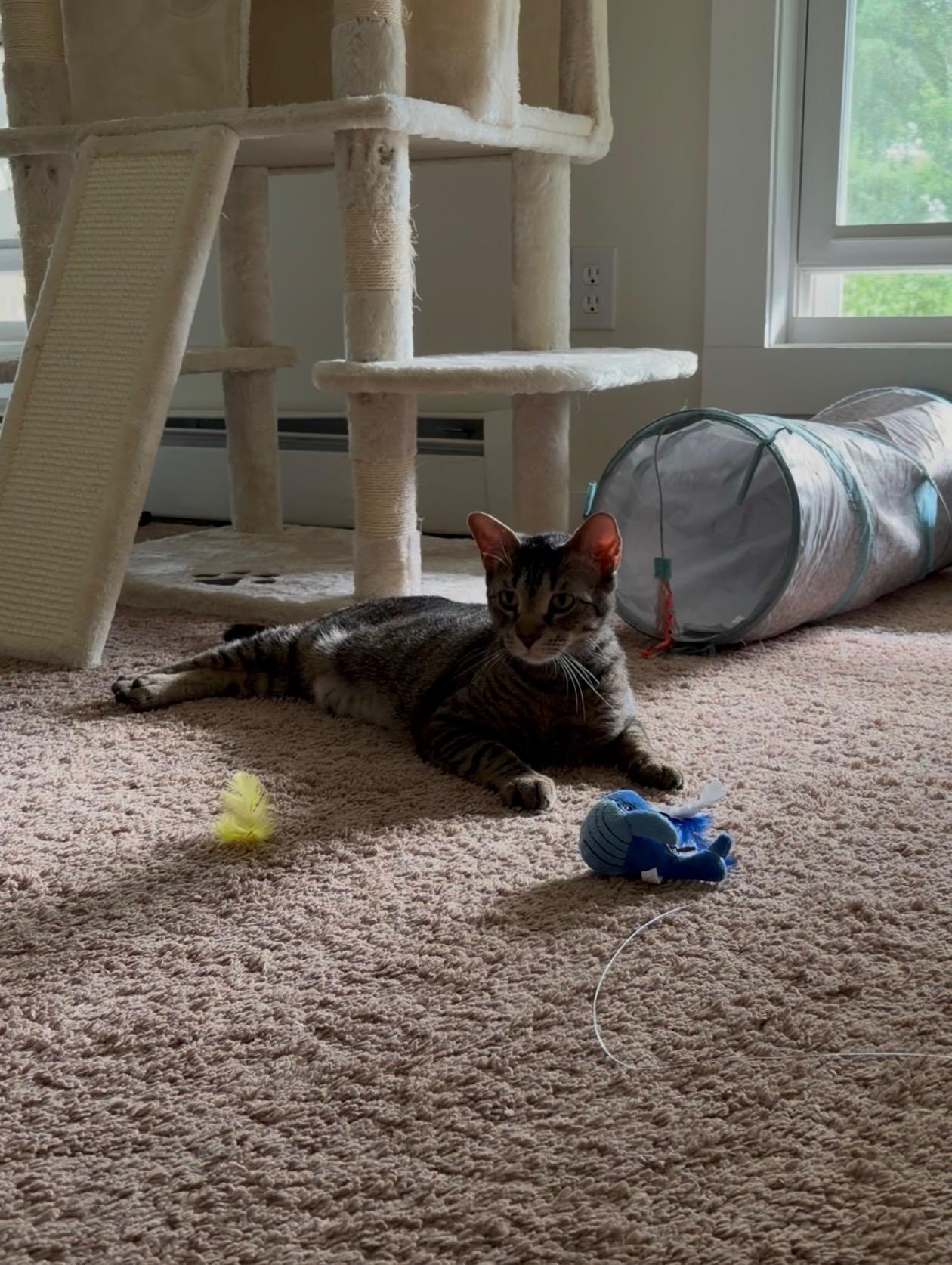 Enlarge PeppaDew, a Adoptable Domestic Short Hair in Thomaston, CT image 2/6