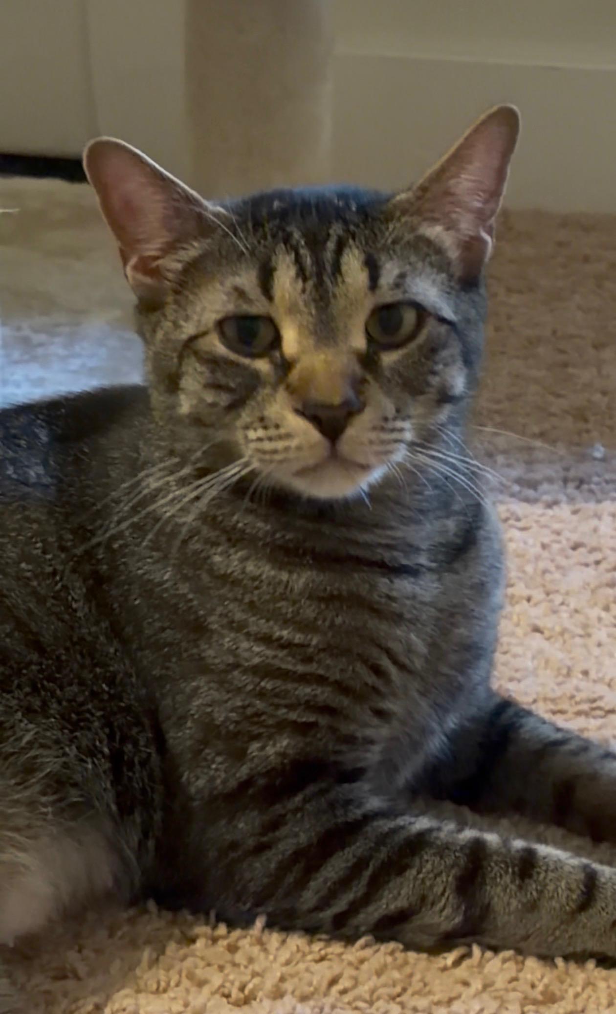 Enlarge PeppaDew, a Adoptable Domestic Short Hair in Thomaston, CT image 4/6
