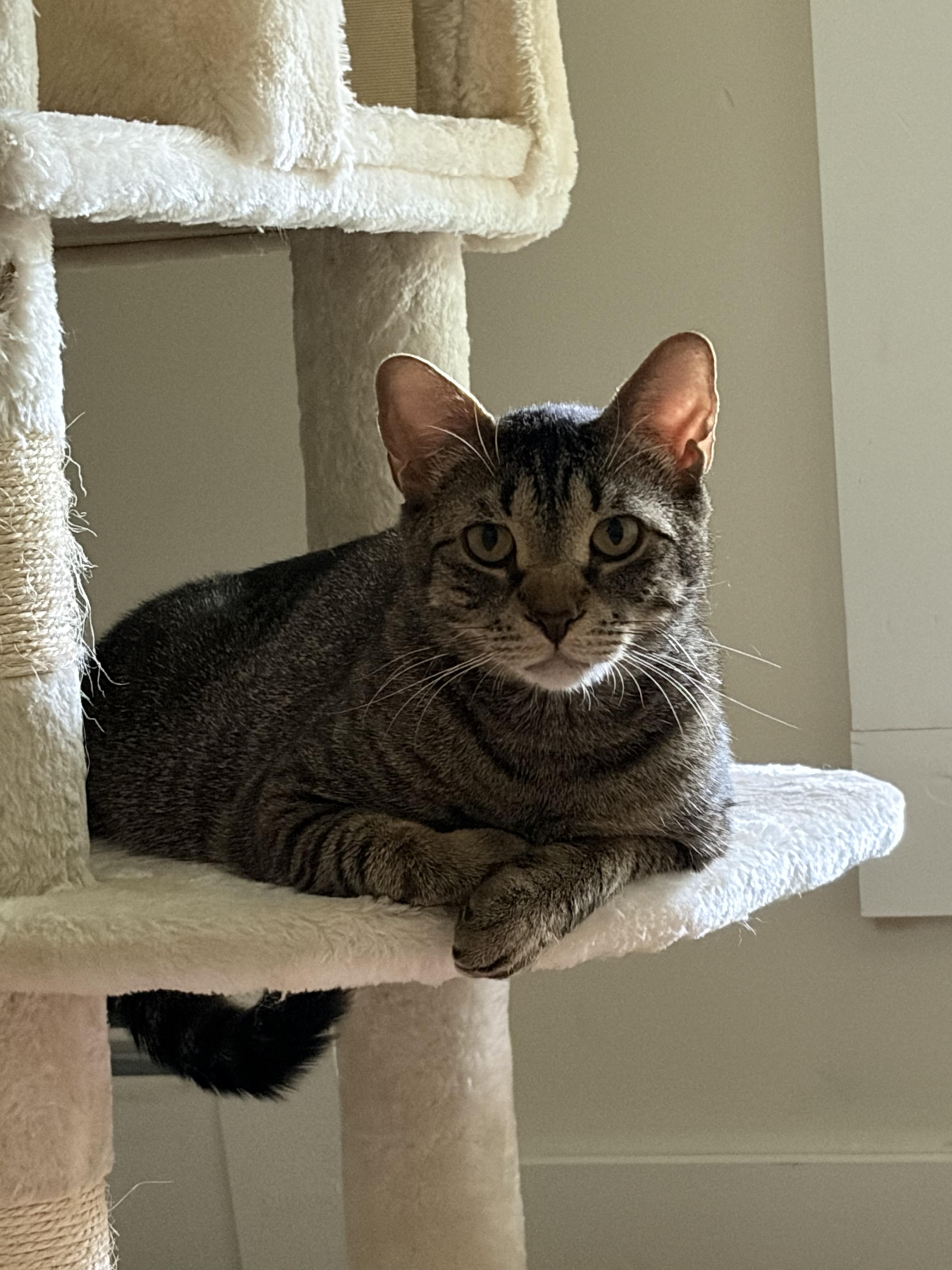 Enlarge PeppaDew, a Adoptable Domestic Short Hair in Thomaston, CT image 6/6