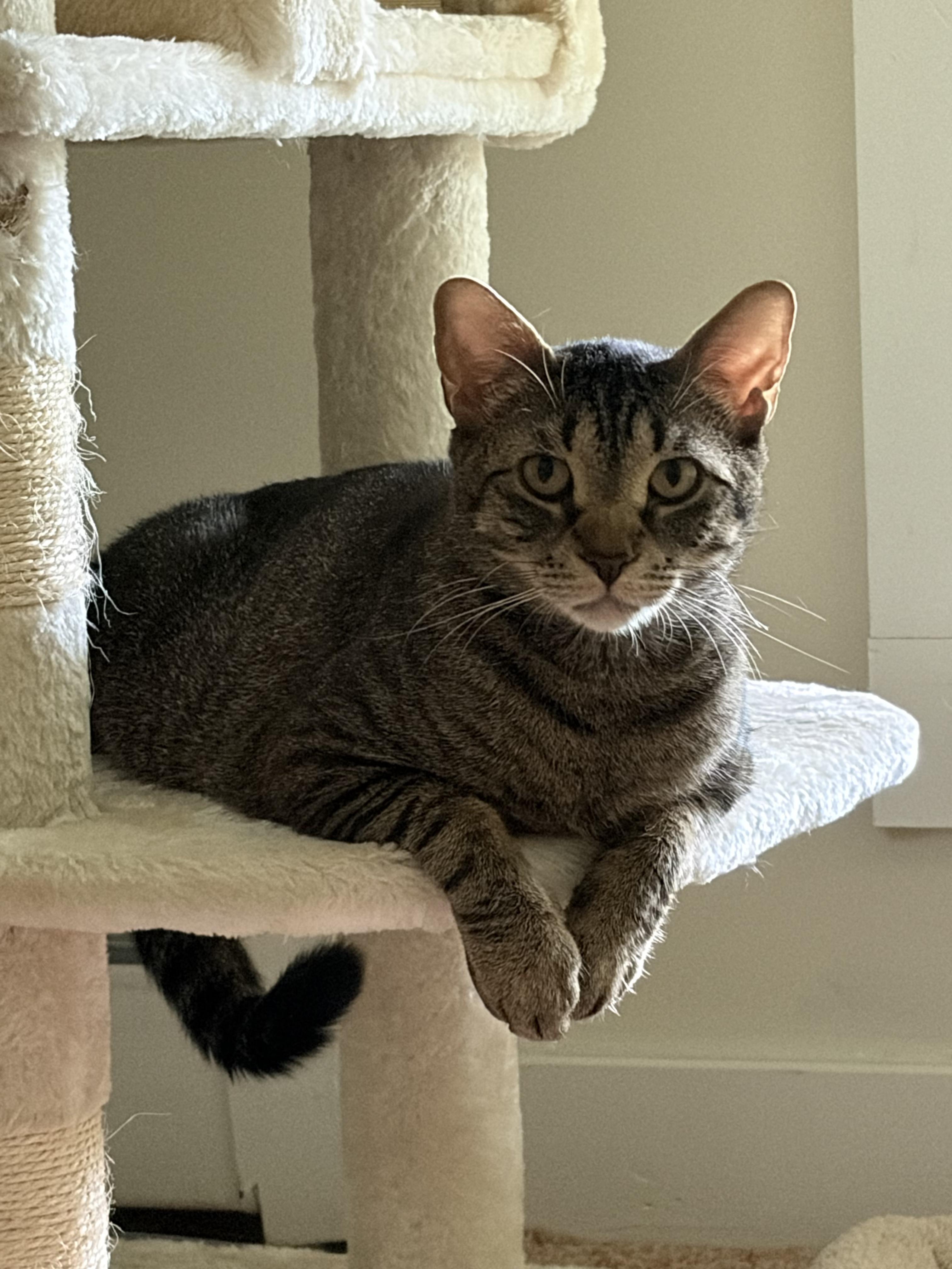 Enlarge PeppaDew, a Adoptable Domestic Short Hair in Thomaston, CT image 1/6