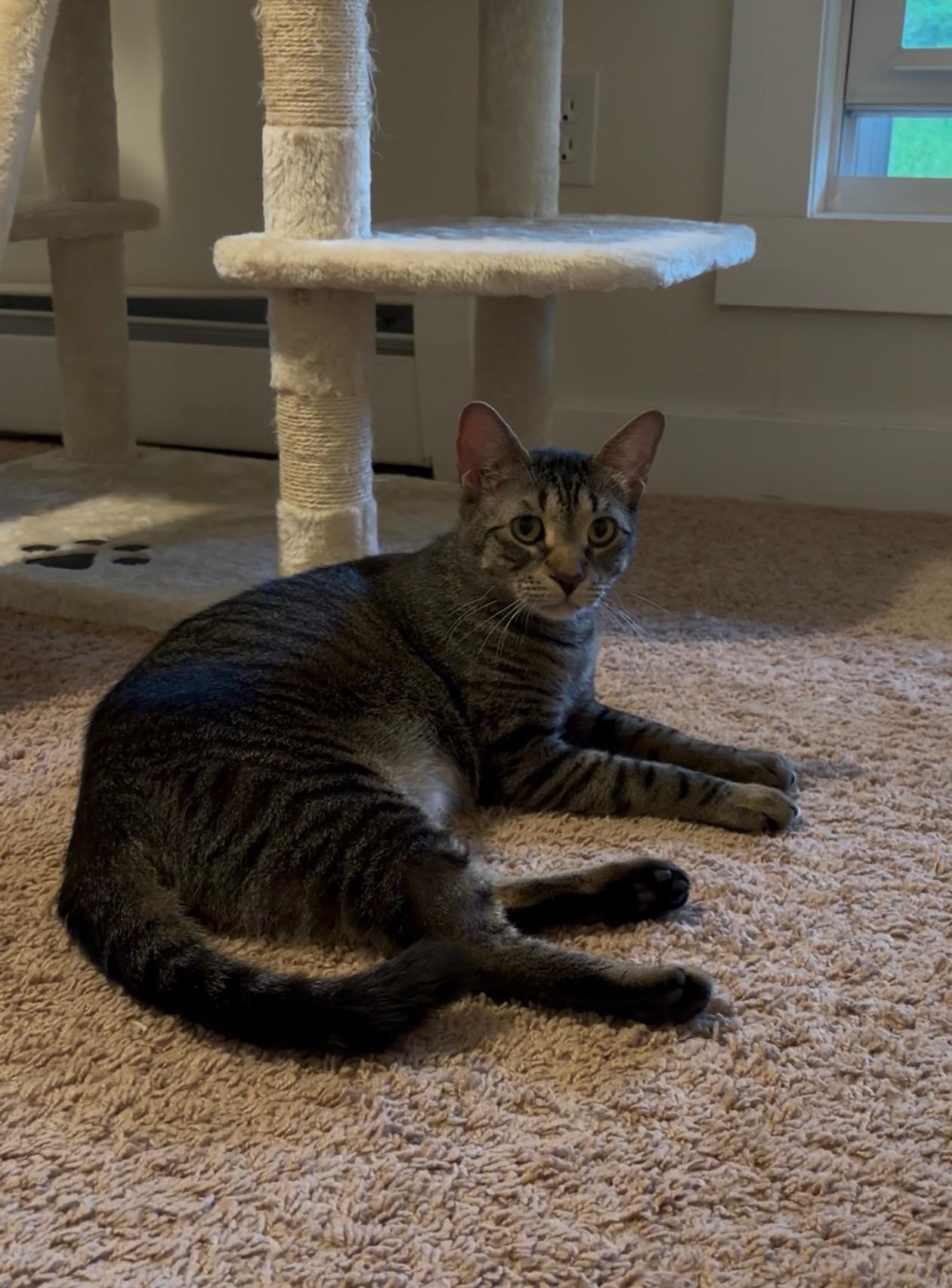 Enlarge PeppaDew, a Adoptable Domestic Short Hair in Thomaston, CT image 5/6