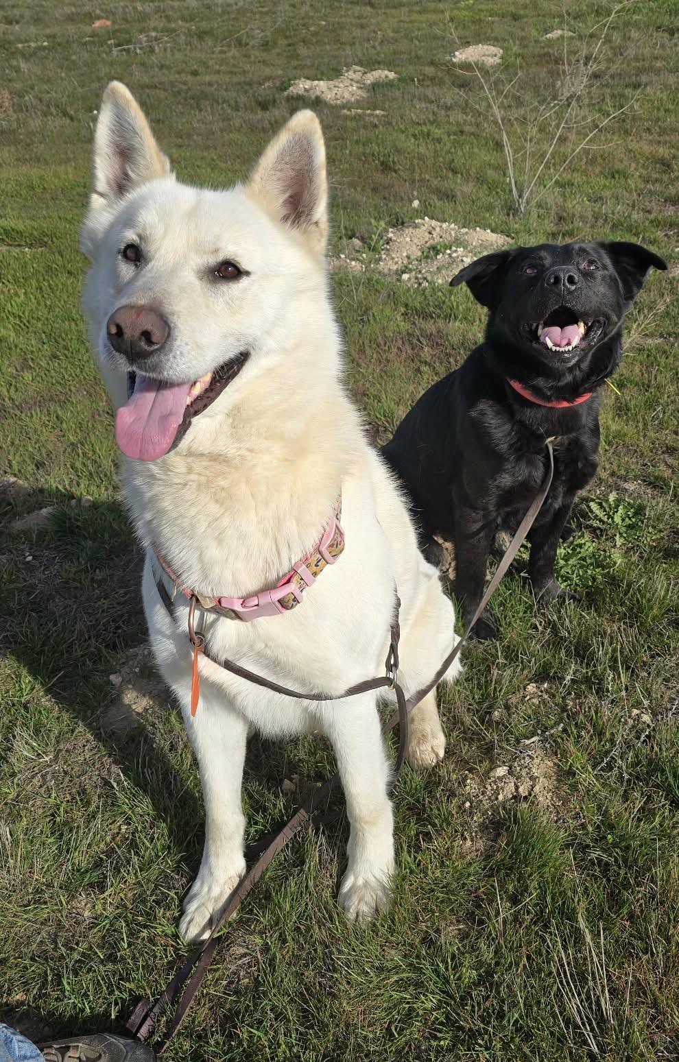 Enlarge Stimpy, a ADOPTABLE mixed breed in Othello, WA image 4/4