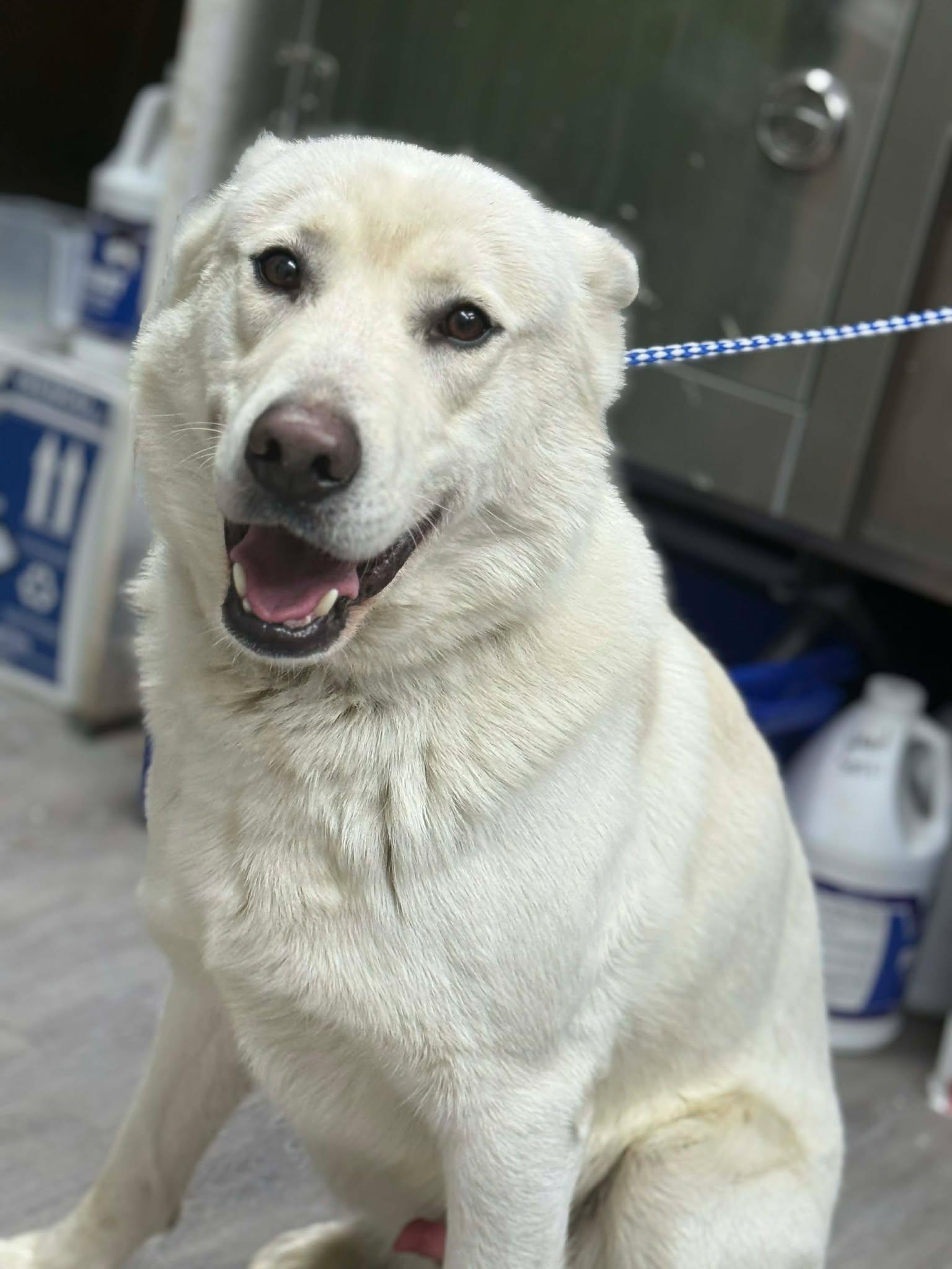 Enlarge Stimpy, a ADOPTABLE mixed breed in Othello, WA image 2/4