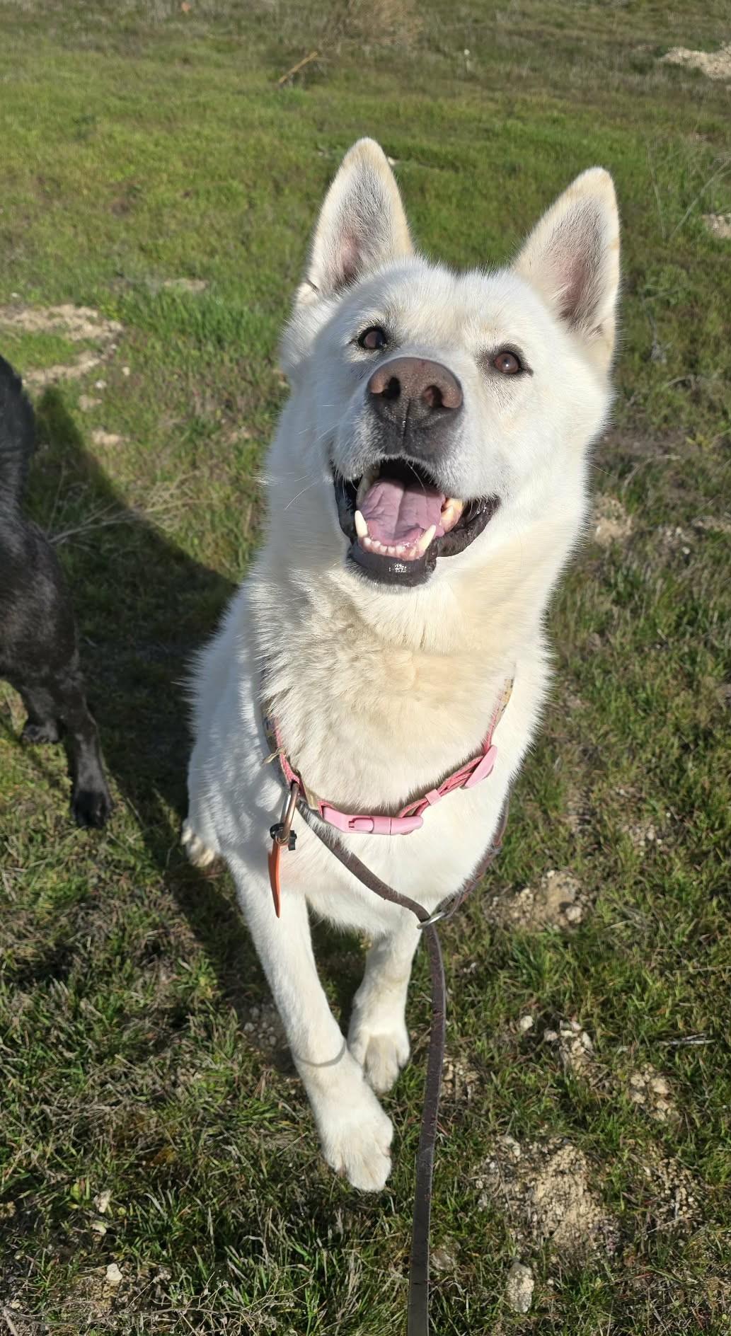 Enlarge Stimpy, a ADOPTABLE mixed breed in Othello, WA image 3/4