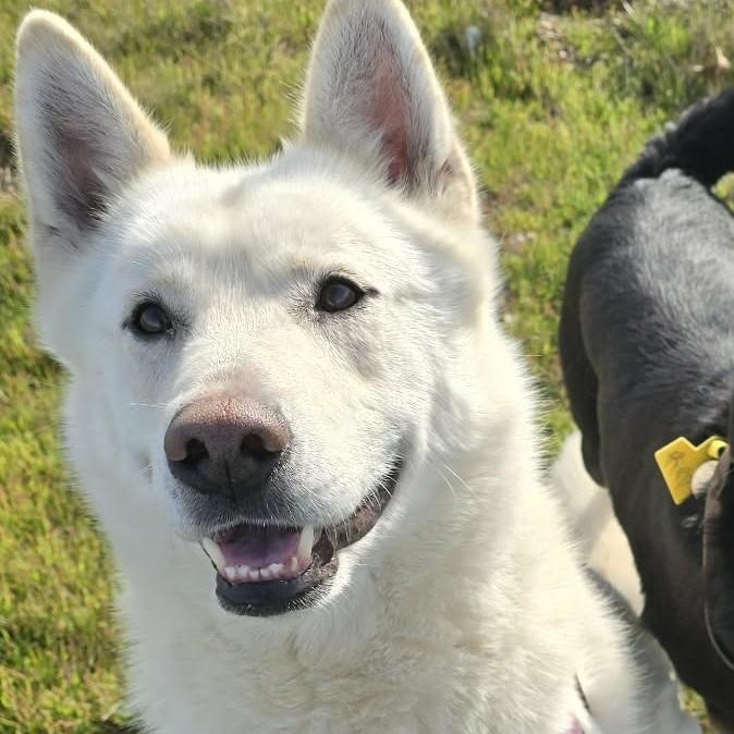 Enlarge Stimpy, a ADOPTABLE mixed breed in Othello, WA image 1/4
