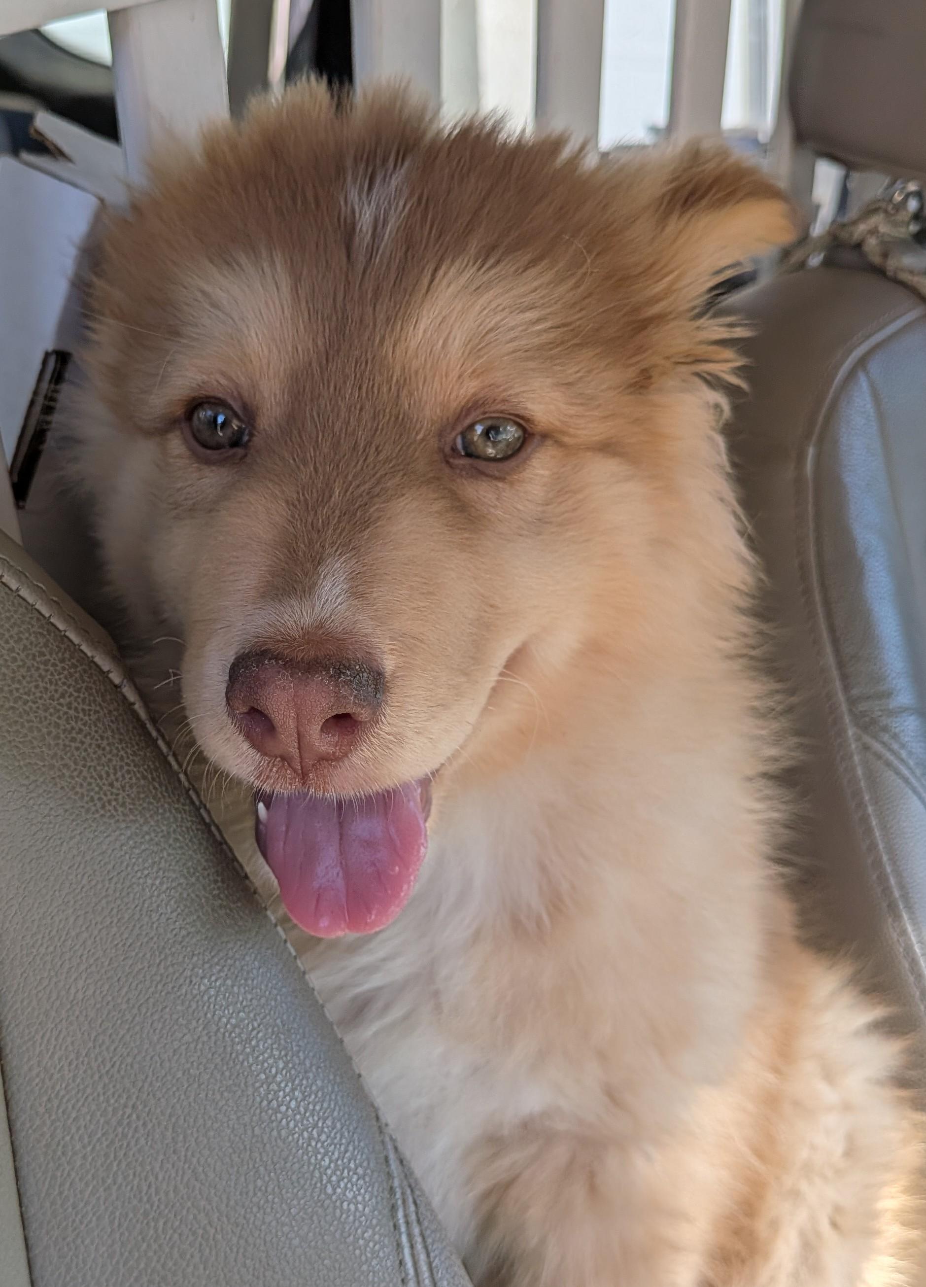 Karamel-mel, an adopted Husky in Los Angeles, CA image 3/3