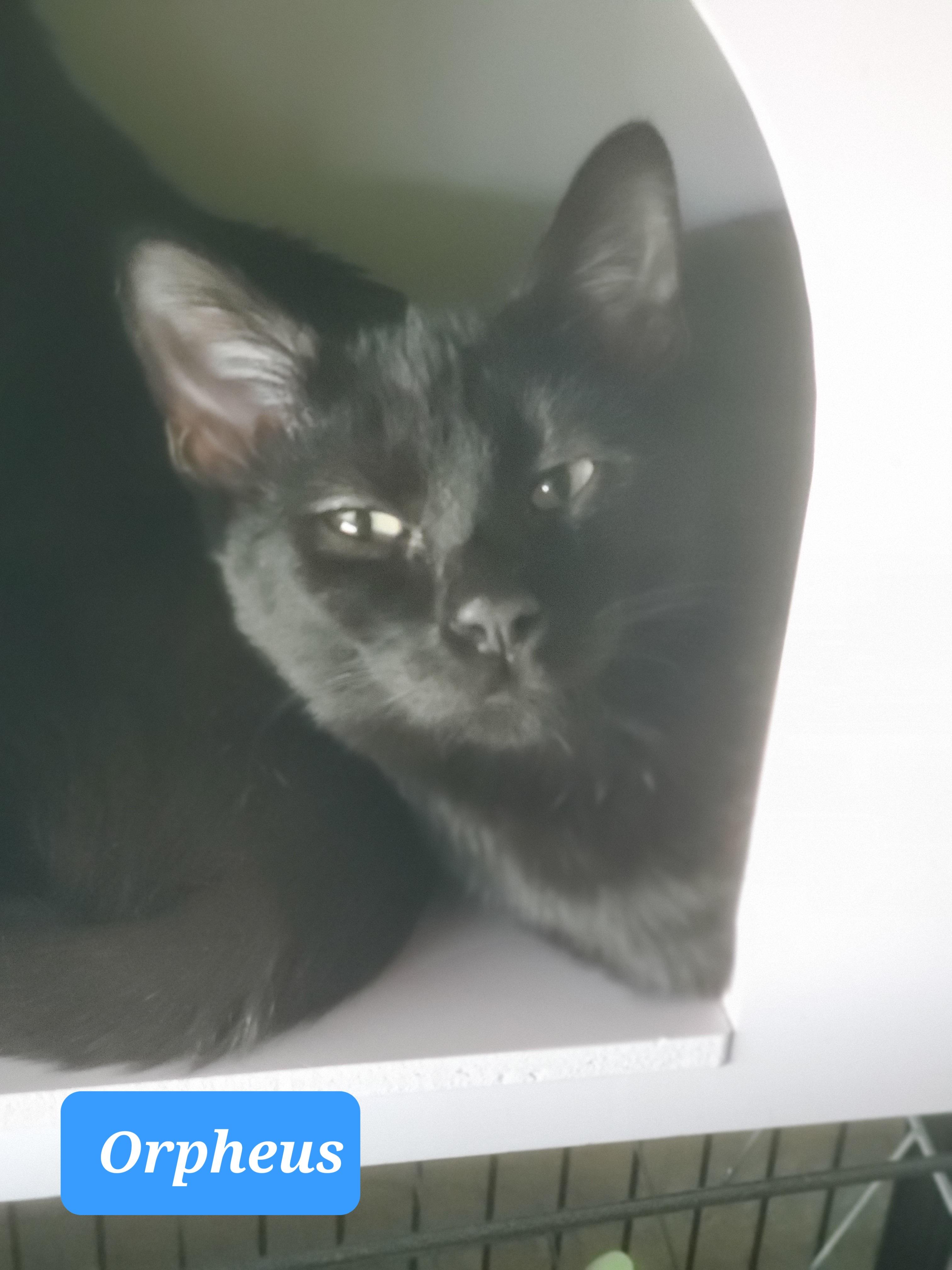 Orpheus, an adoptable Domestic Short Hair in Lubbock, TX, 79424 | Photo Image 1