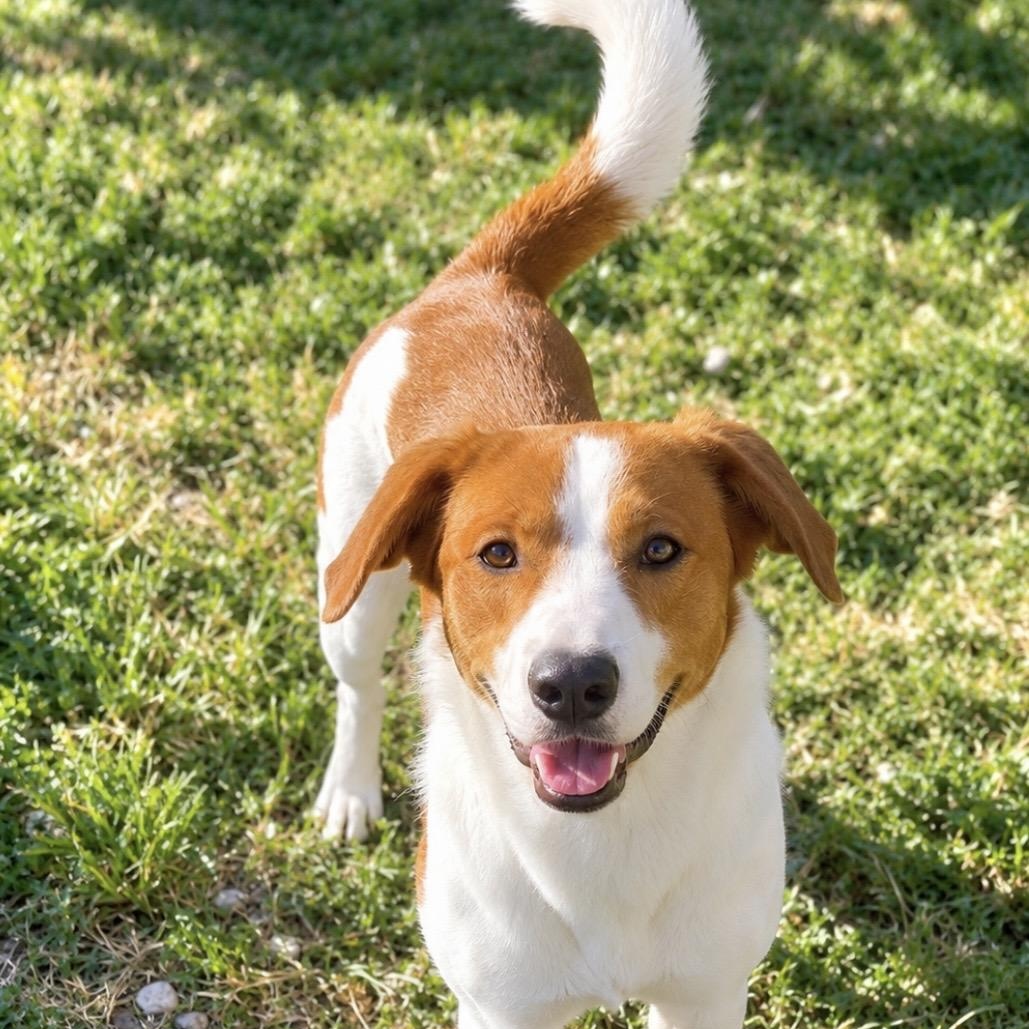 Enlarge Hartley, Miss Congeniality, a Adoptable mixed breed in Winchester, VA image 3/6