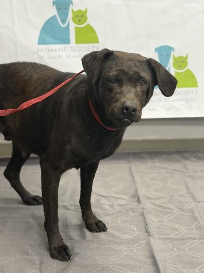 Cinder, a Adoptable mixed breed in Gulfport, MS image 1/2