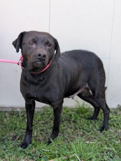Cinder, a Adoptable mixed breed in Gulfport, MS image 2/2