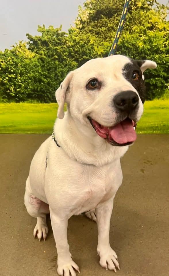 Petey, Adopted, Young Male Pit Bull Terrier.