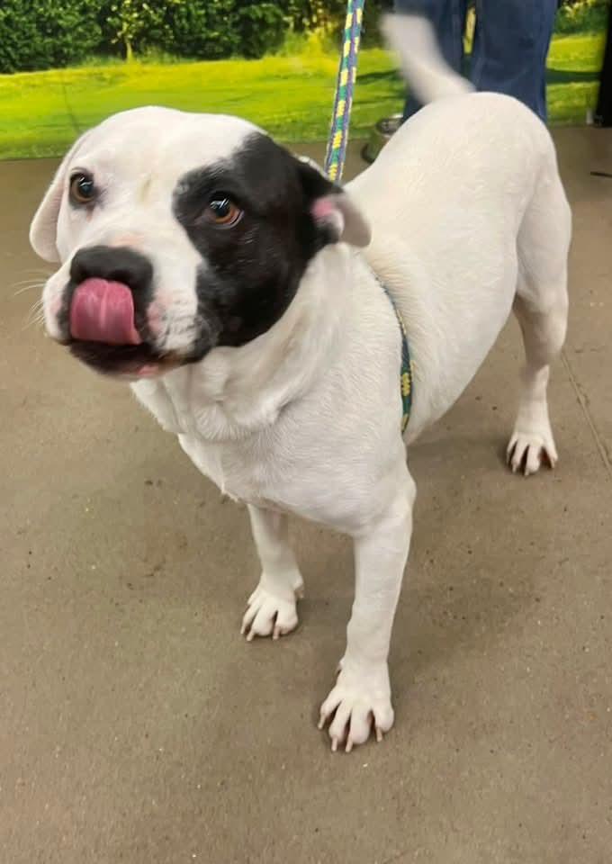 Petey, a Adopted Pit Bull Terrier in Munford, TN image 2/3