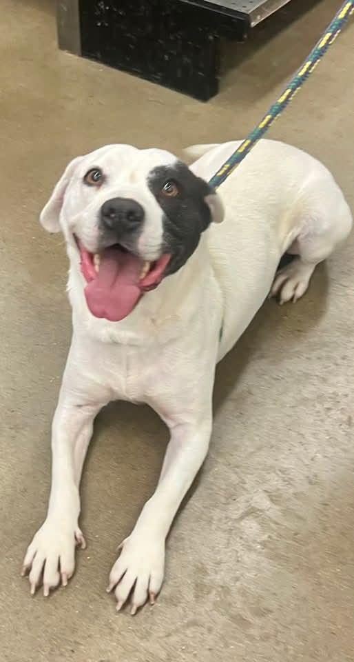 Petey, a Adopted Pit Bull Terrier in Munford, TN image 3/3